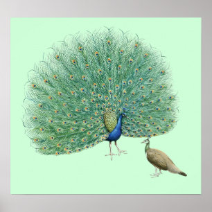  Peacock Poster