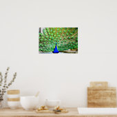 Peacock Poster (Keuken)