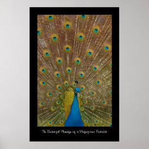 Peacock Poster afdrukken