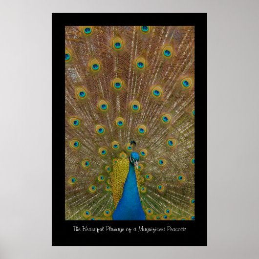 Peacock Poster afdrukken (Voorkant)