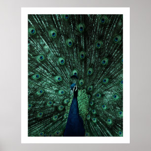 Peacock-Poster Poster