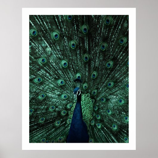 Peacock-Poster Poster (Voorkant)