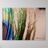 Peacock-Poster Poster (Voorkant)