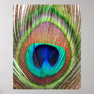 Peacock-Poster Poster