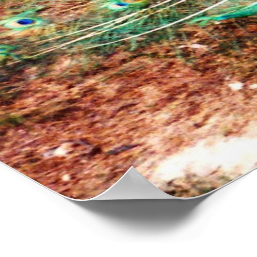 Peacock-Poster Poster (Hoek)