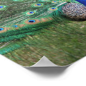 Peacock-poster Poster (Hoek)