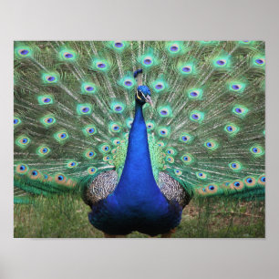 Peacock-poster Poster