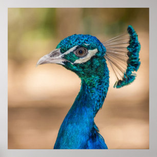 Peacock-Poster Poster