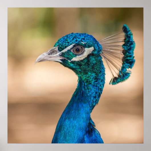 Peacock-Poster Poster (Voorkant)