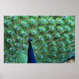 Peacock-Poster Poster