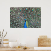 Peacock-Poster Poster (Keuken)