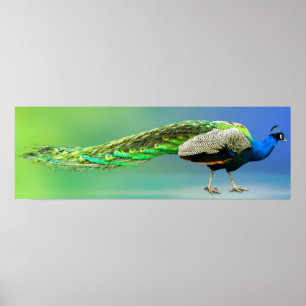Peacock-Poster Poster