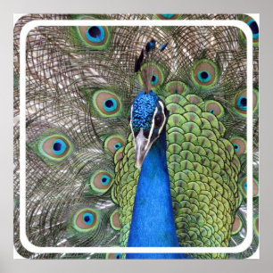 Peacock Poster Print