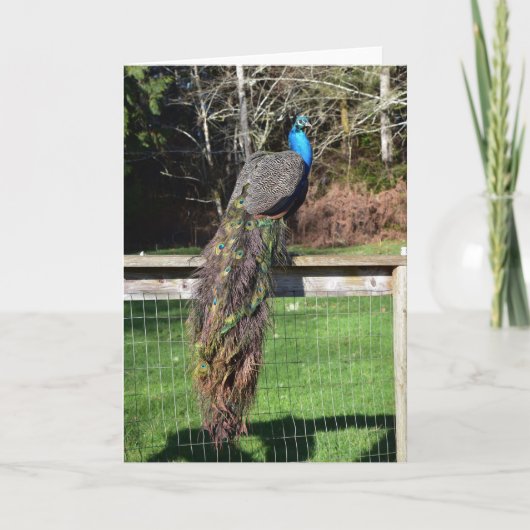 Peacock Preening op het hek Kaart (Voorkant)