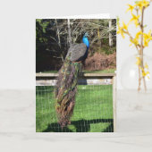 Peacock Preening op het hek Kaart (Gele Bloem)