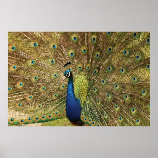 Peacock Print (Voorkant)