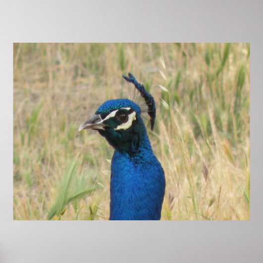 Peacock Print (Voorkant)