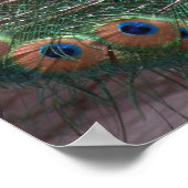 Peacock Print (Hoek)