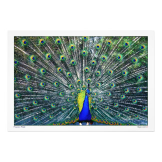 PEACOCK PRIORITEIT FOTO AFDRUK