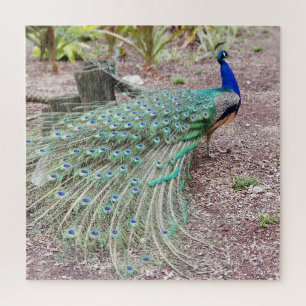 Peacock puzzle legpuzzel