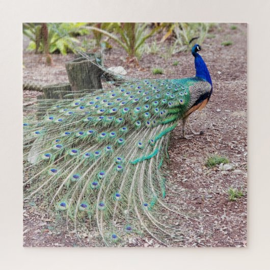 Peacock puzzle legpuzzel (Verticaal)