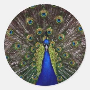 Peacock Ronde Sticker