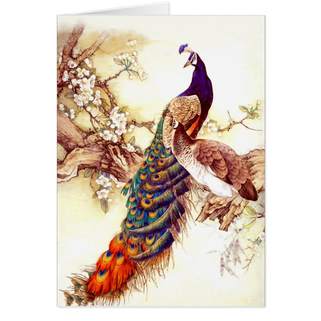 Peacock Royal (Devant)