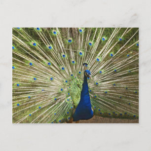 Peacock-scherm Briefkaart