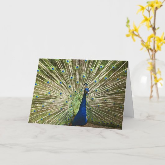 Peacock-scherm Kaart (Gele Bloem)