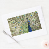 Peacock-scherm Rechthoekige Sticker (Envelop)