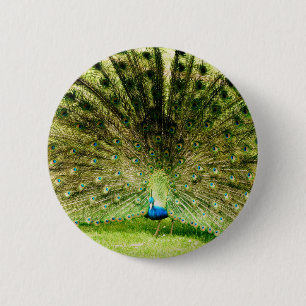 Peacock-schermkleuren Ronde Button 5,7 Cm