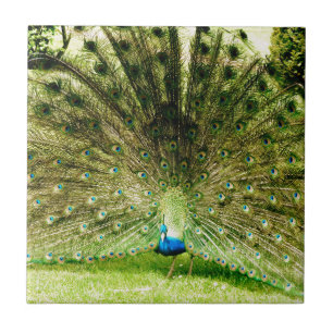 Peacock-schermkleuren Tegeltje