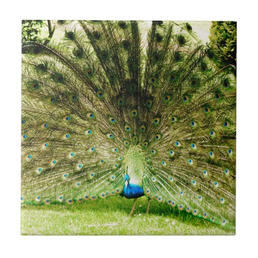 Peacock-schermkleuren Tegeltje (Voorkant)
