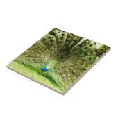 Peacock-schermkleuren Tegeltje (Zijkant)