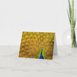 Peacock, Silver Falls, Kauai, Hawaii