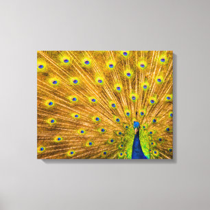 Peacock, Silver Herfsten, Kauai, Hawaii Canvas Afdruk