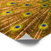 Peacock, Silver Herfsten, Kauai, Hawaii Vertical Poster (Hoek)