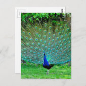 Peacock Slight Briefkaart (Voorkant / Achterkant)