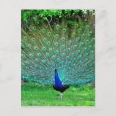 Peacock Slight Briefkaart (Voorkant)