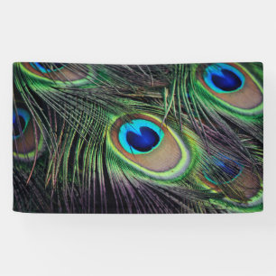 Peacock Spandoek