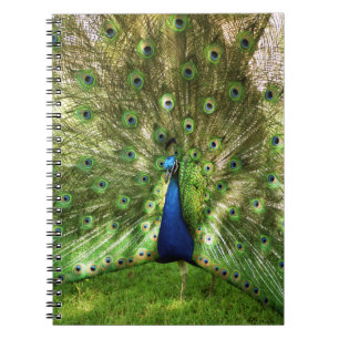 Peacock Spiral notebook Notitieboek