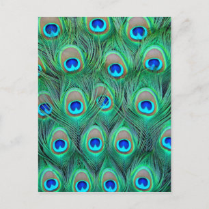 Peacock Splendor Briefkaart