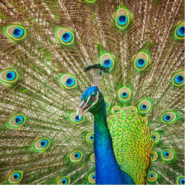 Peacock Staand Fotobeeldje (Voorkant)