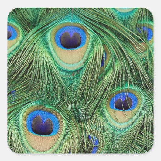 Peacock Sticker (Voorkant)