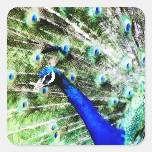 Peacock Sticker (Voorkant)
