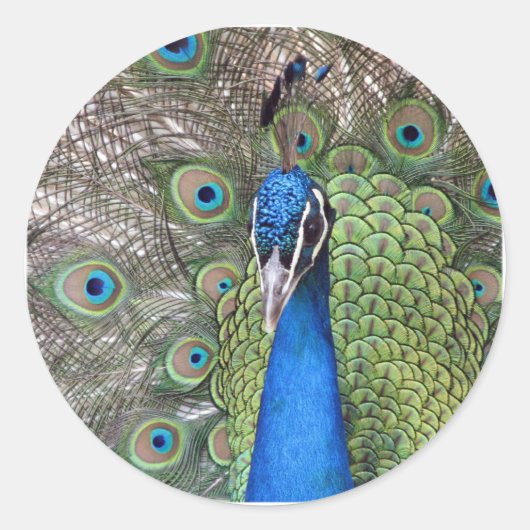 Peacock Stickers (Voorkant)