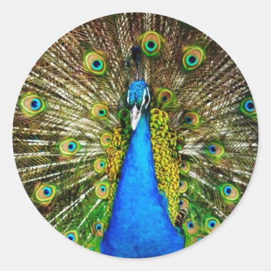 Peacock Stickers (Voorkant)
