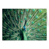 Peacock Strut (Voorkant Horizontaal)
