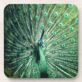 Peacock Strut Bier Onderzetter (Voorkant)