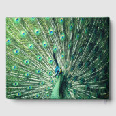 Peacock Strut Gastenboek (Achterkant)